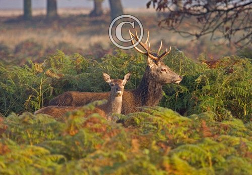 Red Stag and Hind